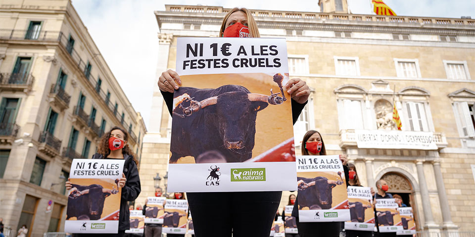 Catalonië geeft 850.000 euro per jaar uit voor stierenfeesten