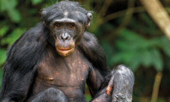 bonobo-kopieren