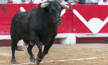 bull-©Pixabay