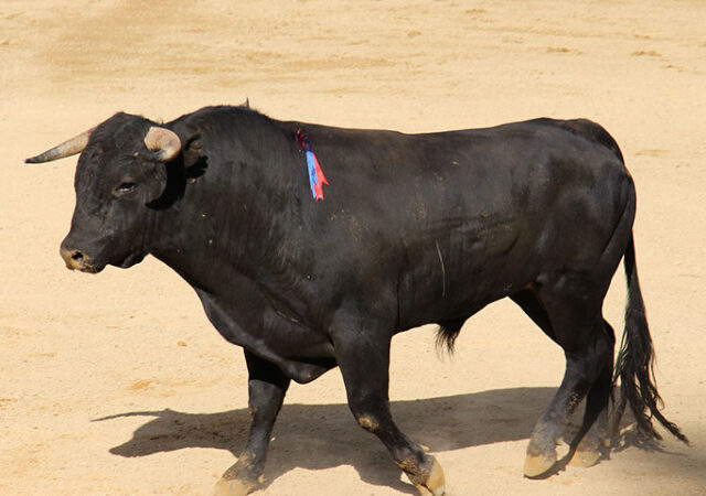 bullfight-1547342_1920-kopieren