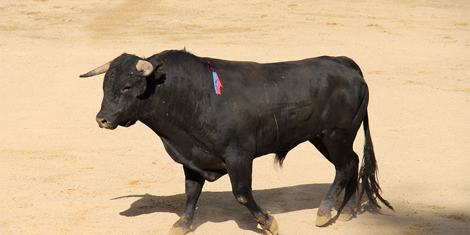 bullfight-1547342_1920-kopieren
