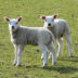 lambs-944333_1920-kopiëren