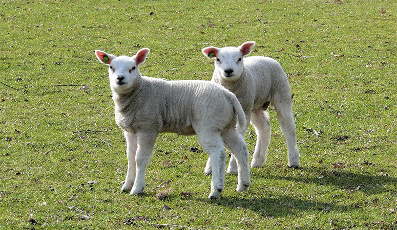 lambs-944333_1920-kopiëren