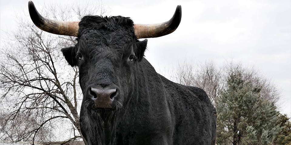 Help mee een einde te maken aan dierenleed door stierenvechten