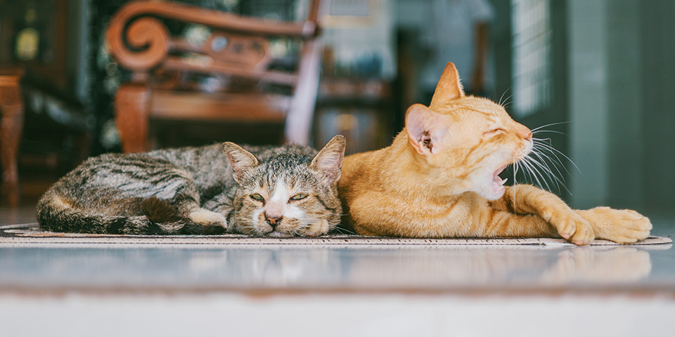 two-orange-and-brown-cats-reclined-on-brown-rug-1386422-kopieren