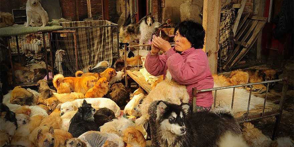 Mevr. Yang redde al meer dan 1.000 dieren van een ellendige dood!