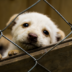 pup_kerst_2020