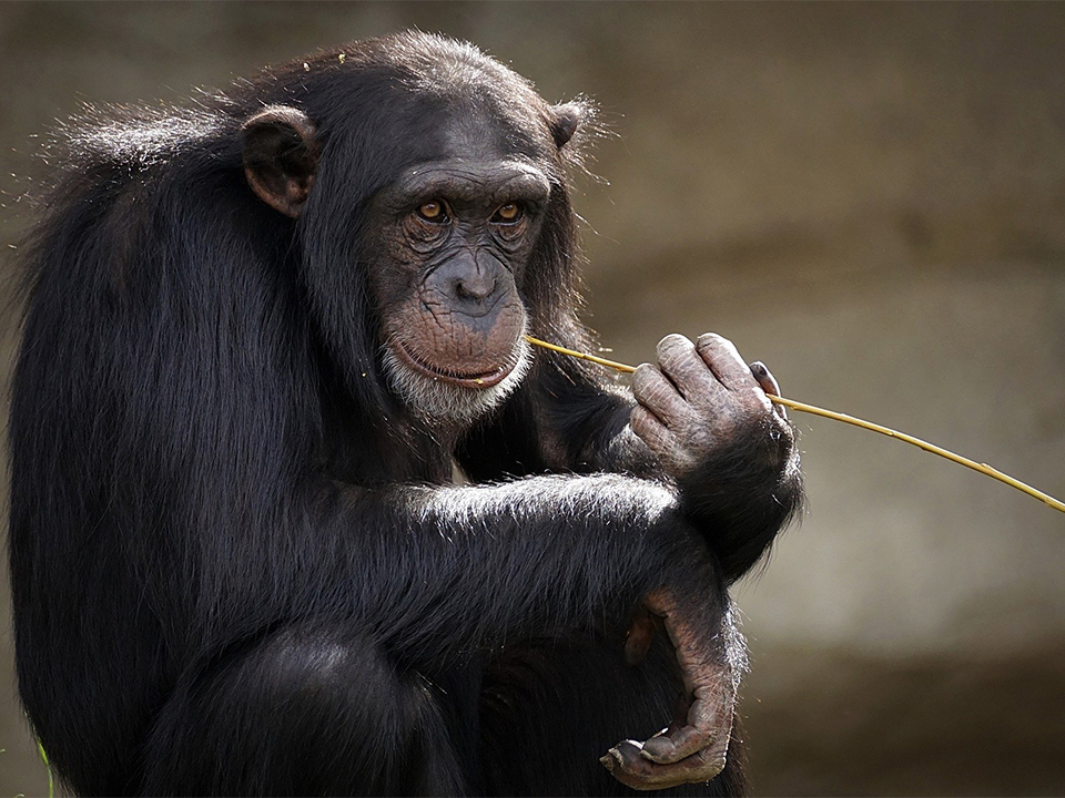 chimpanzee-3703230_1920 kopiëren