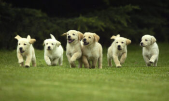 labrador-pups-e1593509042565-1030×689