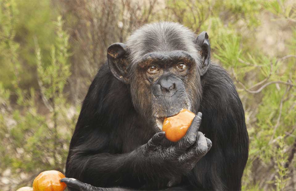 Het is Wereld Chimpansee Dag!