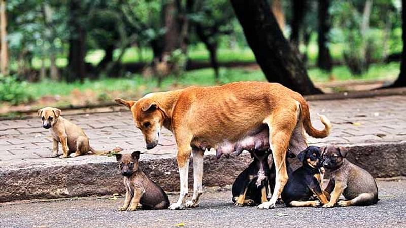 “Kun je even een moederhond met 11 pups ophalen?”