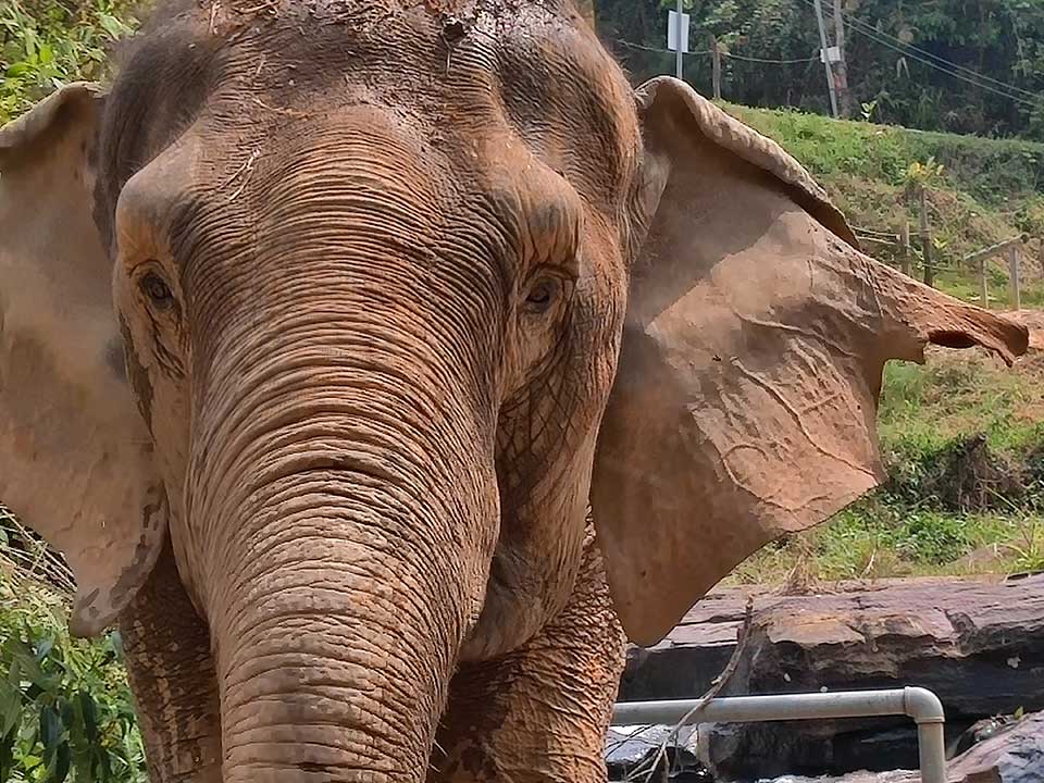 Als gevolg van de coronacrisis zijn olifantenopvangplekken in Azië in de problemen gekomen.