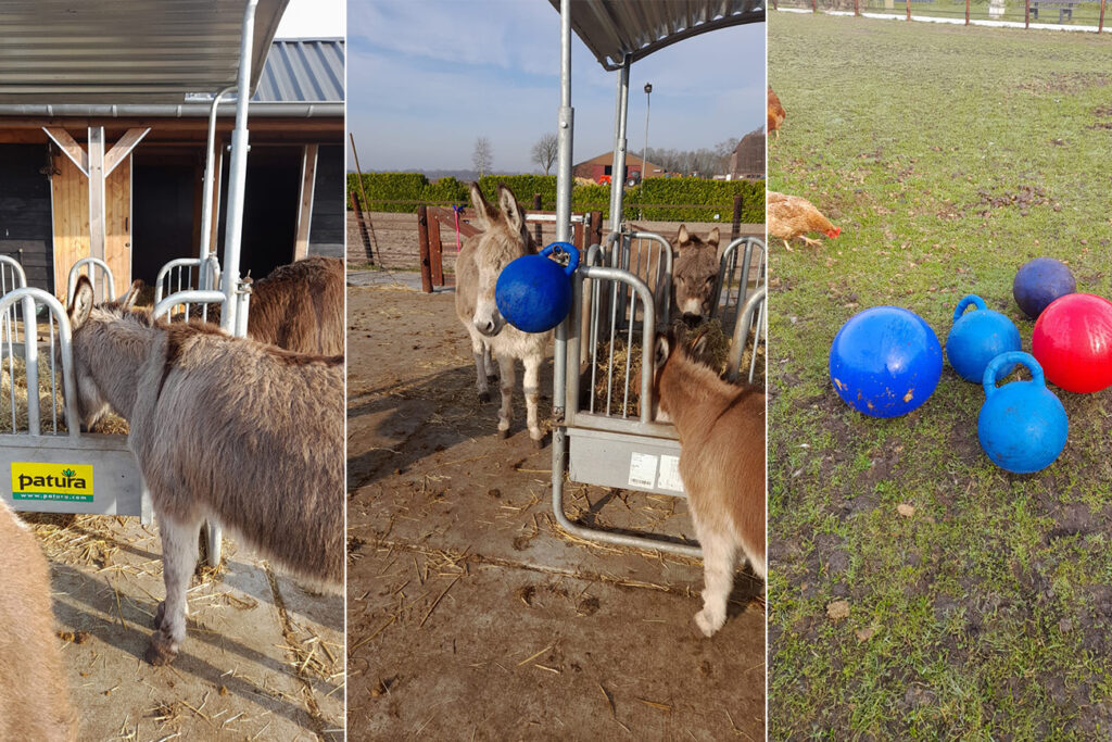 Duurzame hulpmiddelen voor het welzijn en de gezondheid voor de ezels van Stichting Ezelwelzijn
