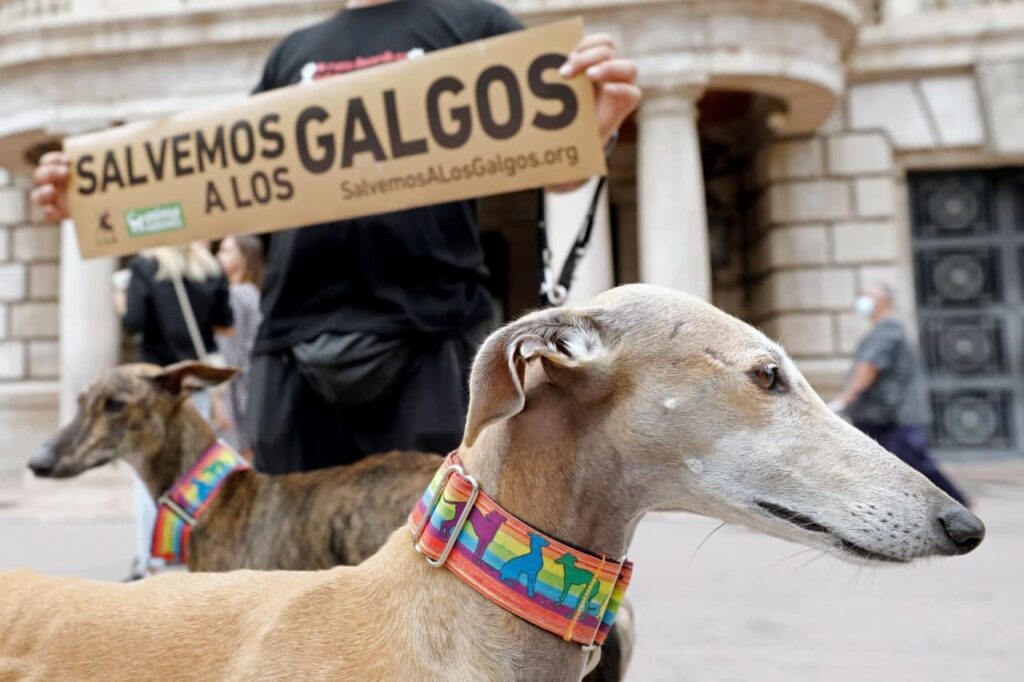 Socialisten verwijderen jachthonden uit dierenbeschermingswet