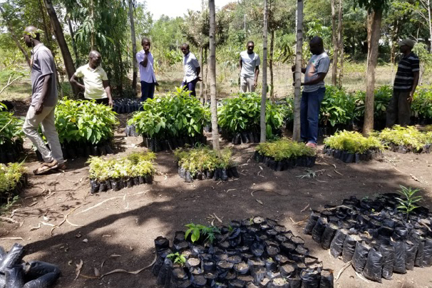 Aanplanten van bomen in de regio van Murumba (Kenia)