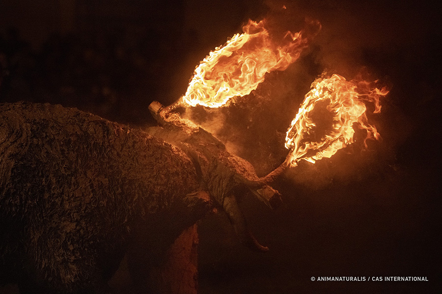 Stier met brandende hoorns zakt in elkaar tijdens Spaans middeleeuws feest