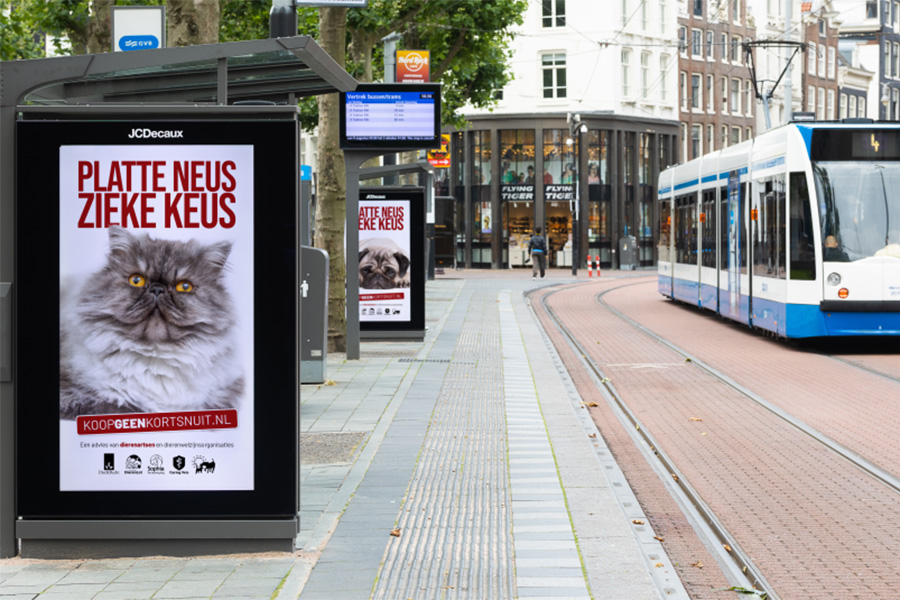 Campagne “Koop geen Kortsnuit” nu ook gericht op katten
